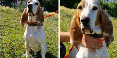 Buddy, chien à adopter