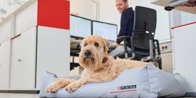 Bürohunde sorgen nachweislich für ein besseres Wohlbefinden am Arbeitsplatz.