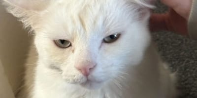 Bug le chat