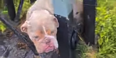 Bulldog Eddie
