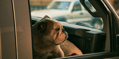 Bulldog in auto