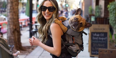 Bulldog in draagzak - eigenaar gediskwalificeerd op nijmeegse vierdaagse