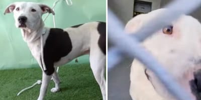 Bullet, le chien à adopter