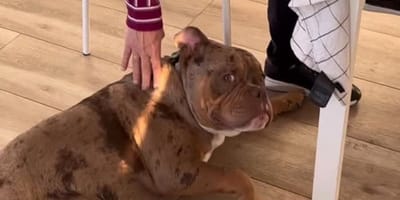 bully-panceta-recibe-mimos-abuela