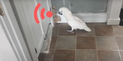 cacatoès se plaignant du chat