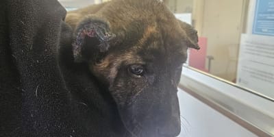 cachorro-orejas-amputadas-albal-valencia