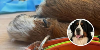 cairo-perro-desaparecido-granada