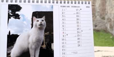 calendario gatti