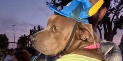 Calypso, femelle Pitbull