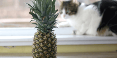 Mag een kat ananas eten?