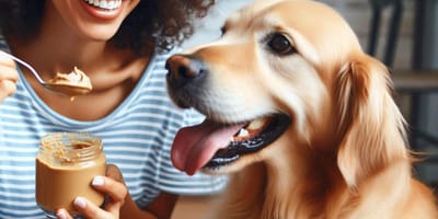 Can dogs eat almond butter: Woman offering spoon of almond butter to Golden Retriever
