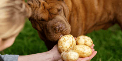 Can dogs eat jacket potatoes: Labrador being fed potato slice