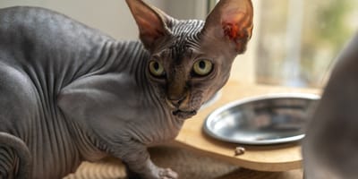 Canadian Sphynx haben keine Tasthaare