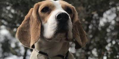 cane