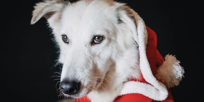 cane a Natale