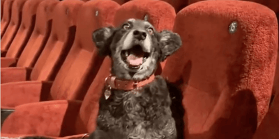 cane al cinema