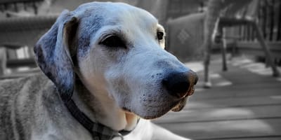 cane anziano