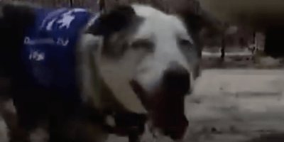 cane che ha salvato i koala