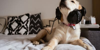 cane con le cuffie