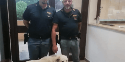 cane con polizia stradale