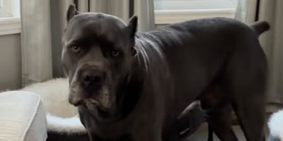 cane corso