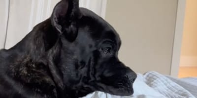 Cane Corso dog