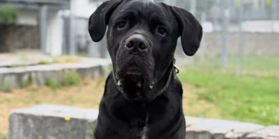 Cane Corso "Darko"