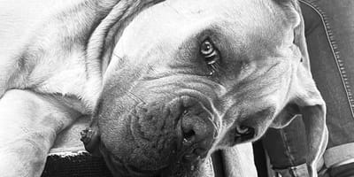 Cane Corso Klaus