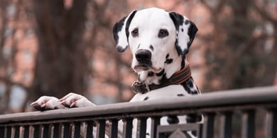cane dalmata