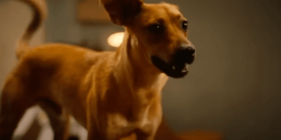 cane del film Carmelo