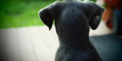 cane di schiena