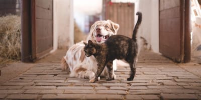 cane e gatto