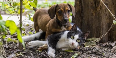 cane e gatto
