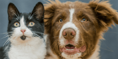 cane e gatto