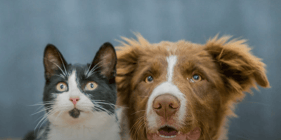 cane e gatto