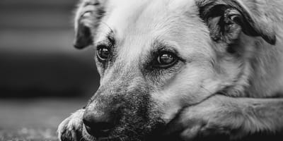 cane in bianco e nero
