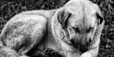 cane in bianco e nero