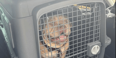 cane in gabbia