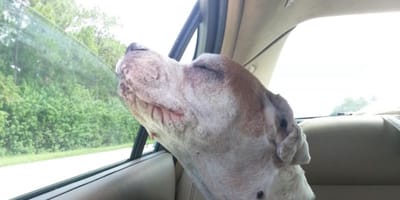 Hund im Auto während seiner letzten Reise