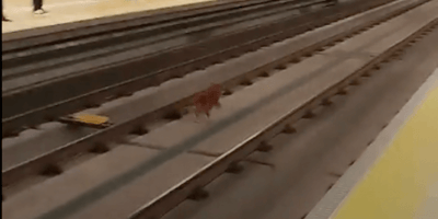 cane in metropolitana