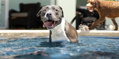 cane in piscina