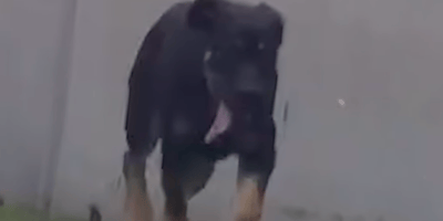 cane in pista