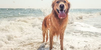 cane in spiaggia