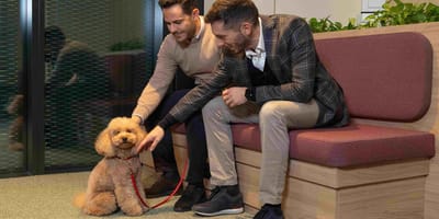 cane in ufficio
