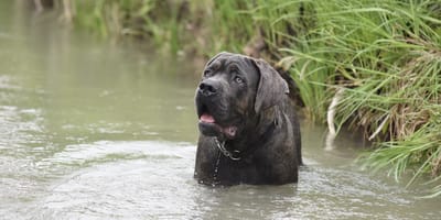 cane nell'acqua