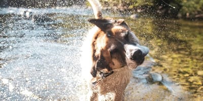 cane nell'acqua