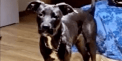 cane Pitbull