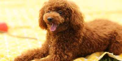 cane Poodle
