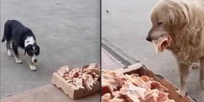 Chien errant devant une caisse remplie de restes de volaille