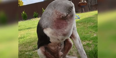 perro sin cabeza